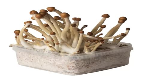 What to expect from the different stages of magic mushroom cultivation using eBay grow kits